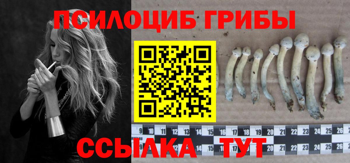 Можга  Псилоцибиновые грибы Psilocybe  Вход с VPN 